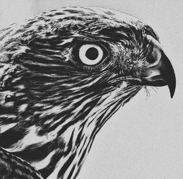 ICVM Hawk | Digital Marketing for Law Firms & Professional Services